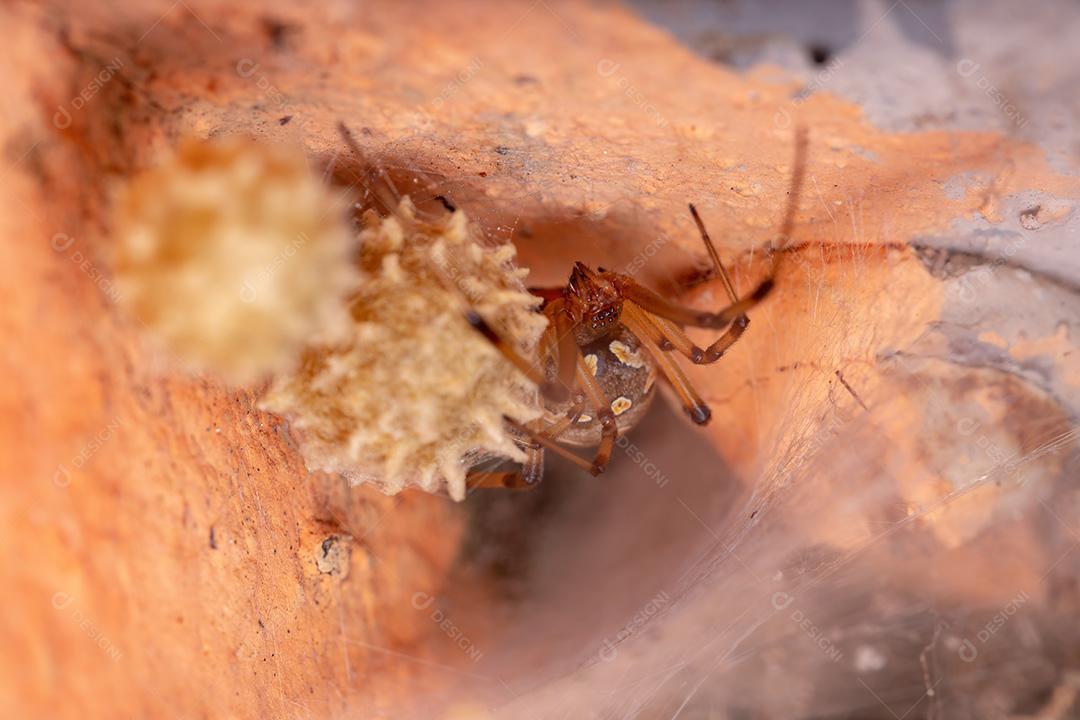 Famale Adulto Castanho Viúva da espécie Latrodectus geometricus protegendo suas ootecas