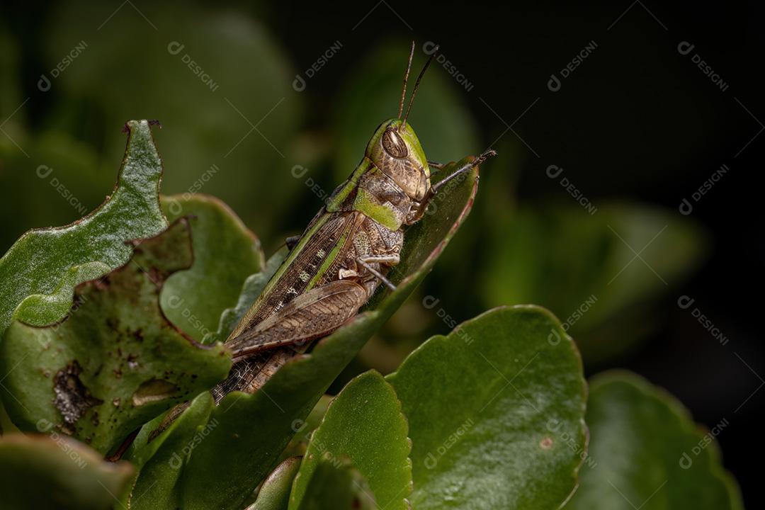 Gafanhoto Slantface Slantface Adulto da Tribo Scyllinini