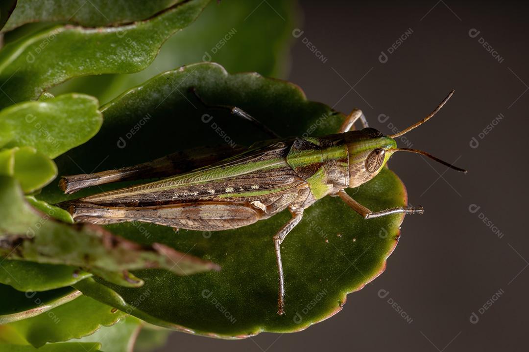 Gafanhoto Slantface Slantface Adulto da Tribo Scyllinini