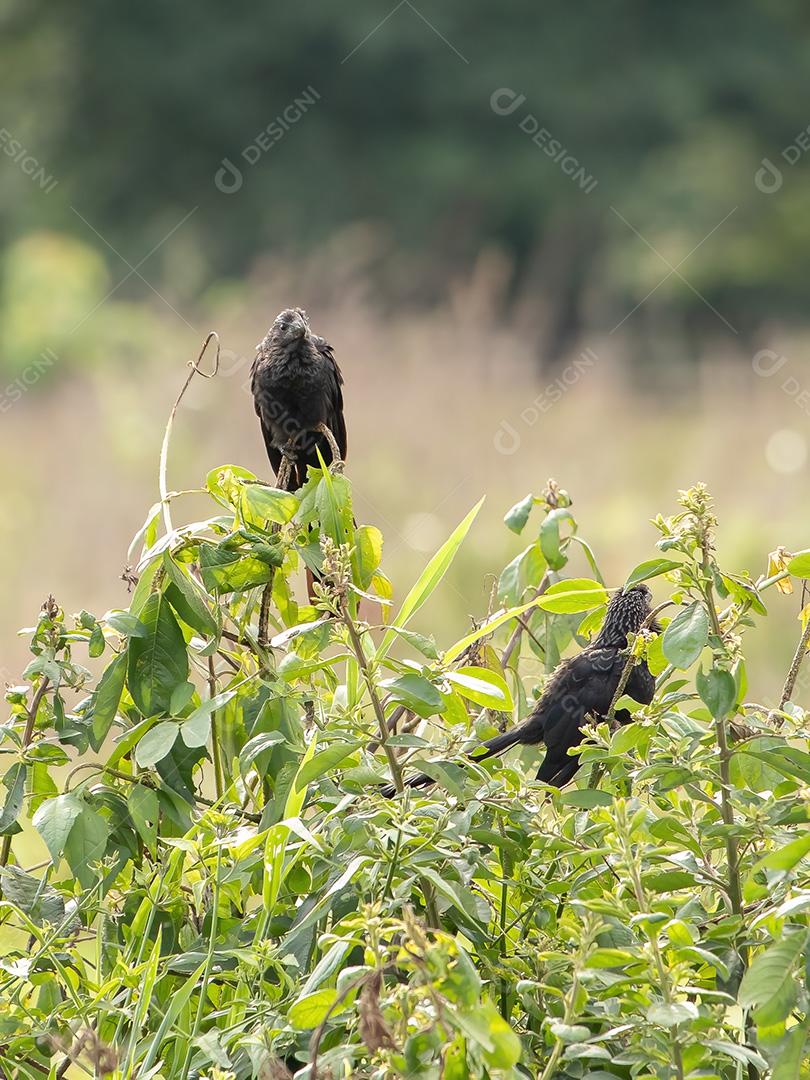 Garça-preta Aves passaros floresta