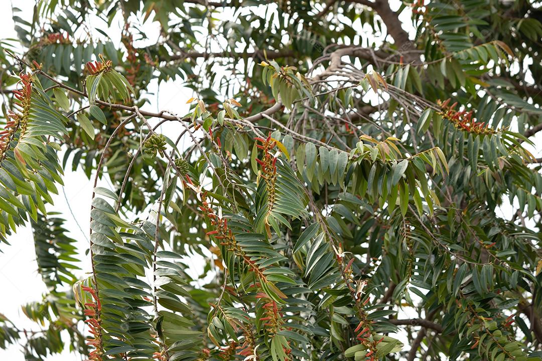 Maçãs de nata da espécie Xylopia aromatica