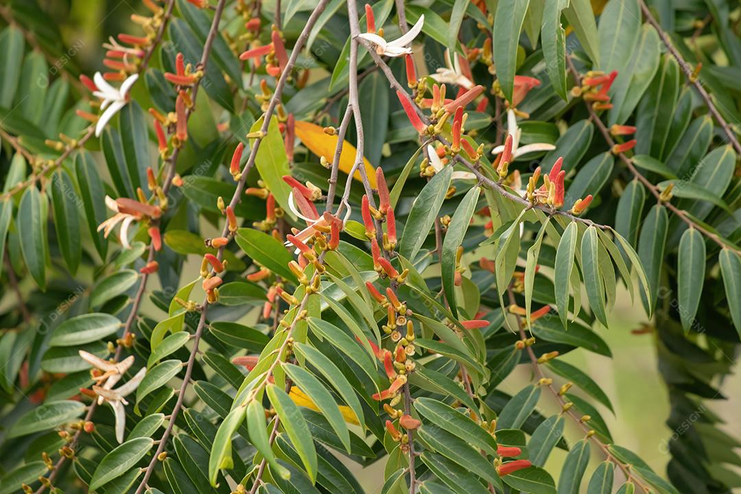 Maçãs de nata da espécie Xylopia aromatica