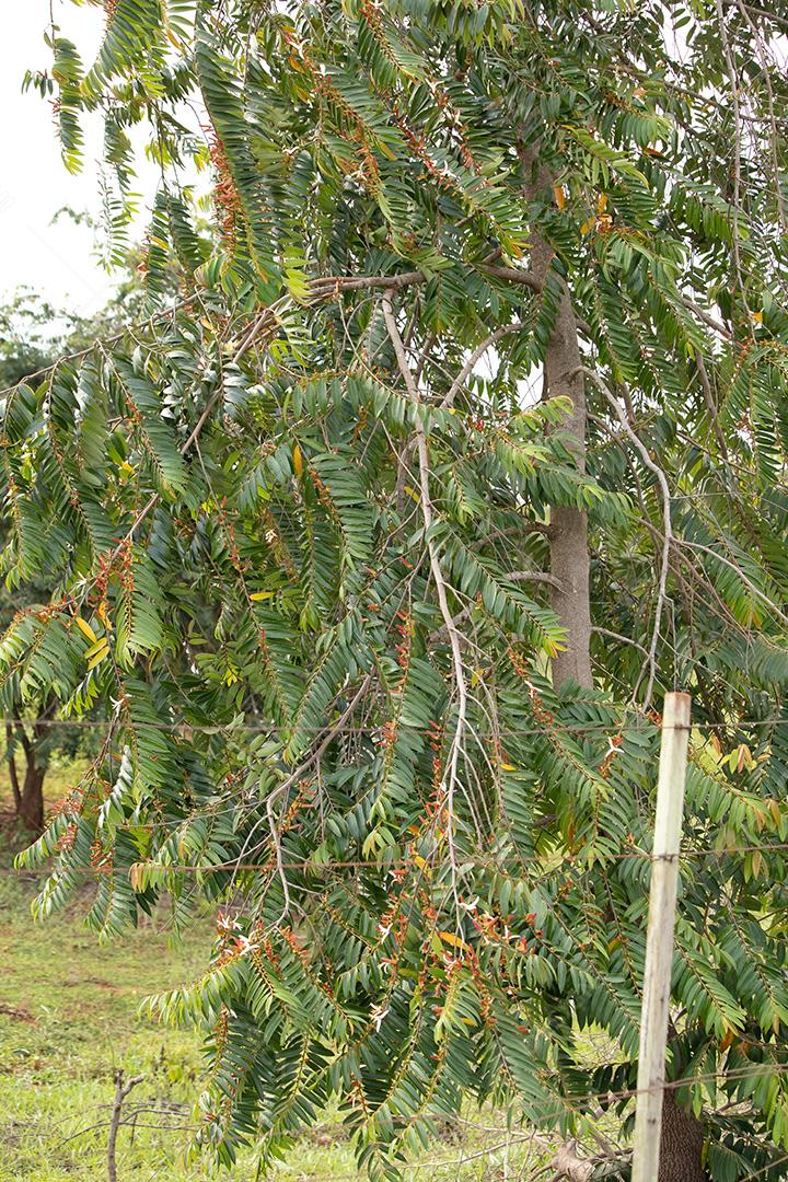 Maçãs de nata da espécie Xylopia aromatica