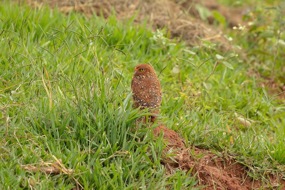 Coruja-buraqueira da espécie Athene cunicularia