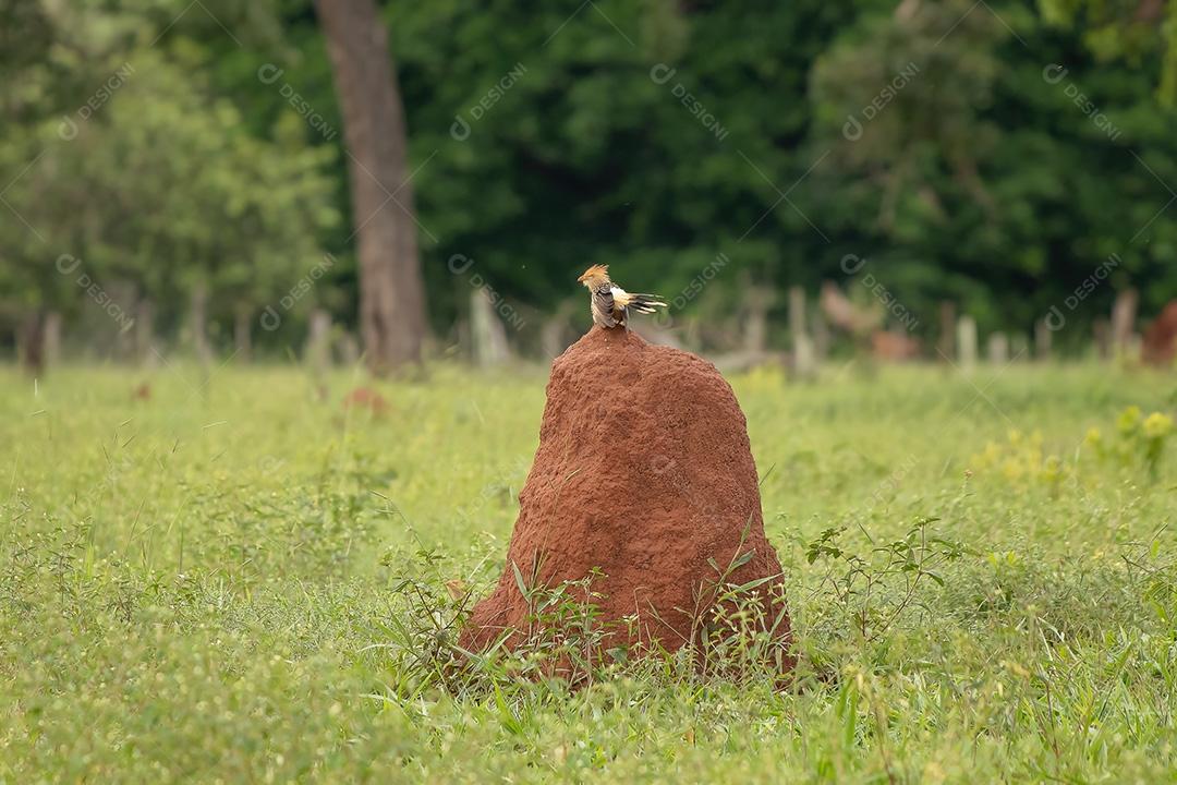 Guira Cuco da espécie Guira guira