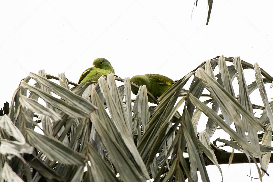 Periquito chevroned amarelo da espécie Brotogeris chiriri