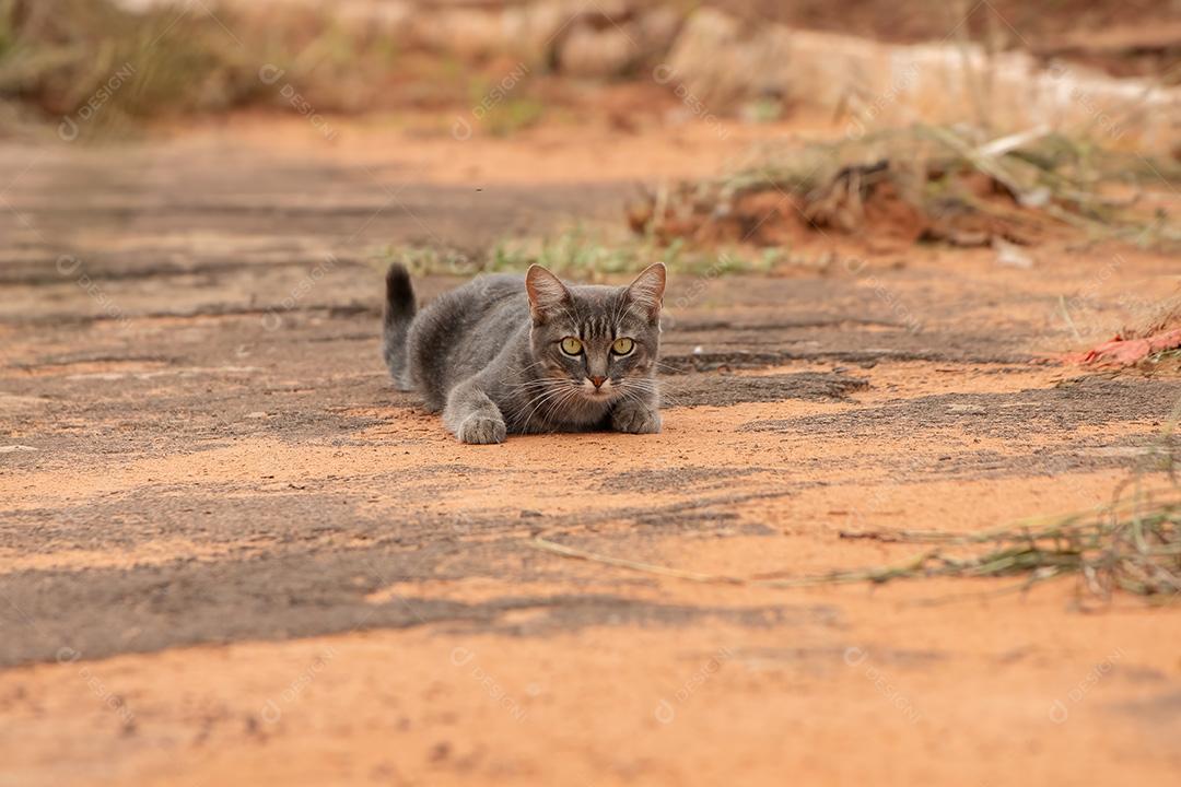 Gato de rua abandonado da espécie Felis catus