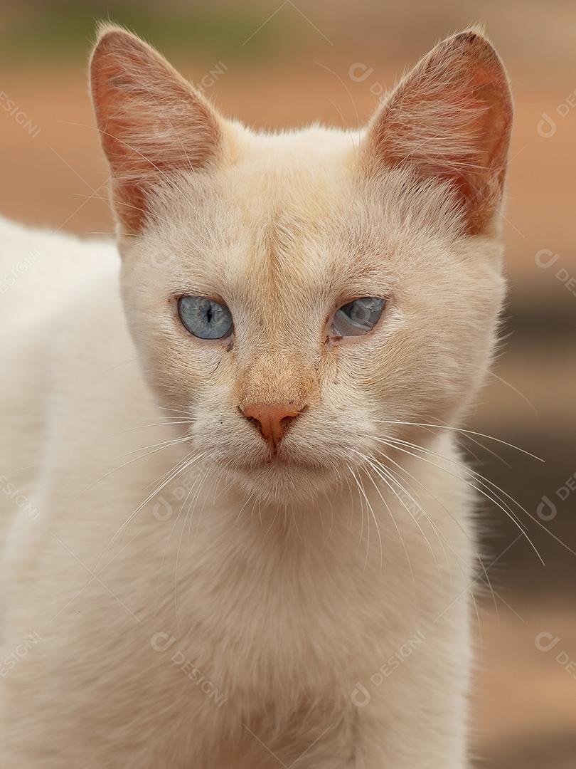 Gato de rua abandonado da espécie Felis catus