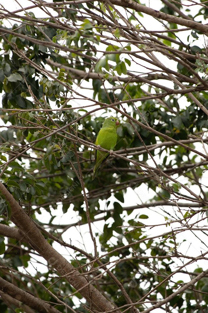 Yellow chevroned parakeet of the species Brotogeris chiriri