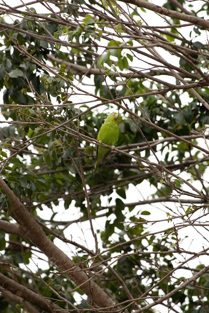 Periquito chevroned amarelo da espécie Brotogeris chiriri