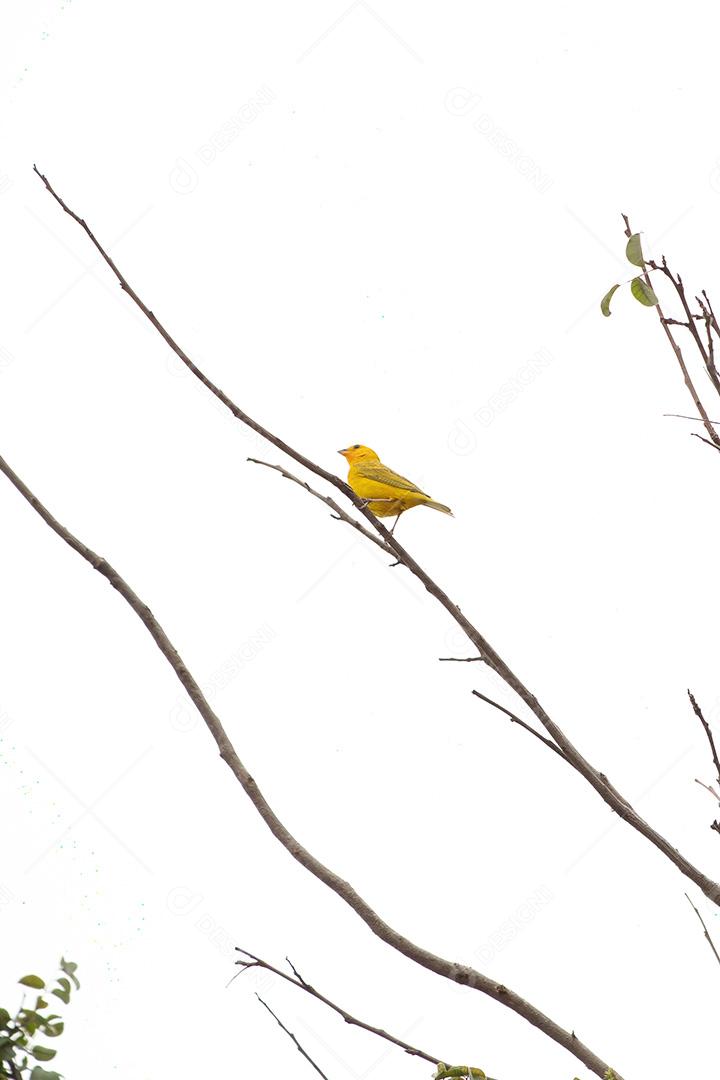 Aves passaros periquito Açafrão da espécie Sicalis flaveola
