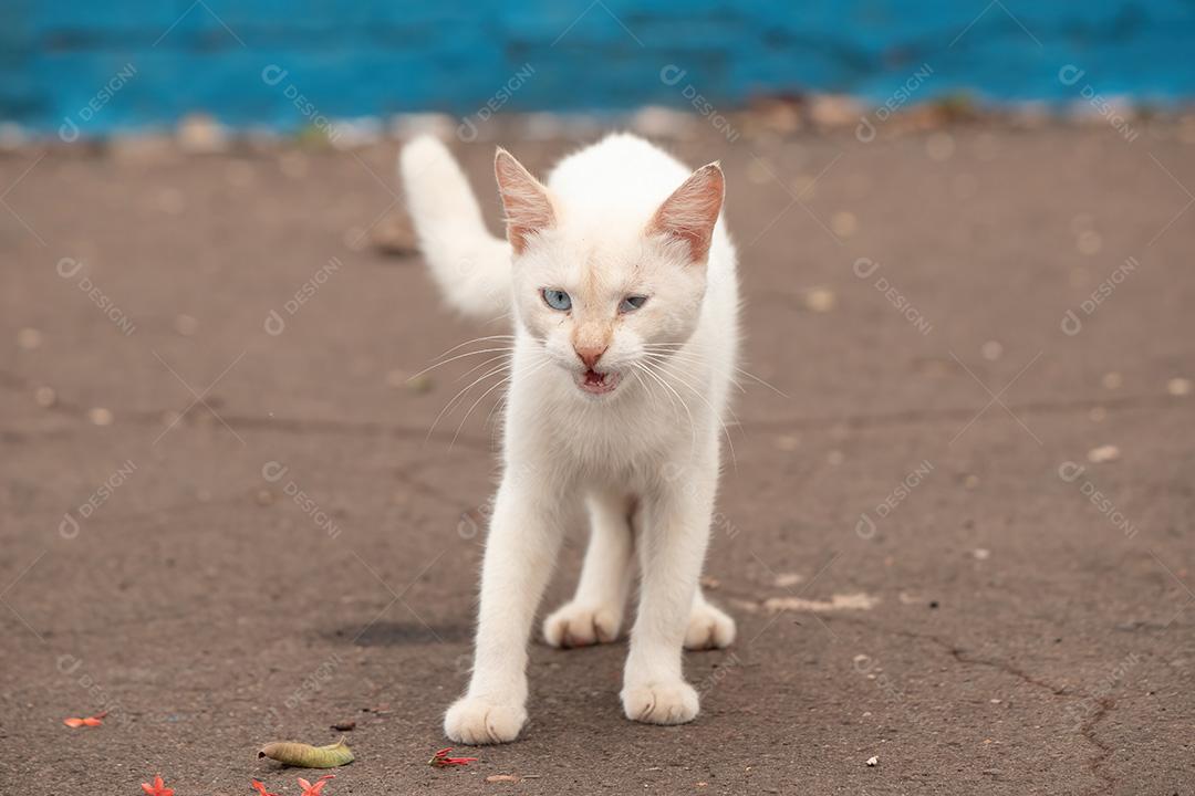 Gato de rua abandonado da espécie Felis catus