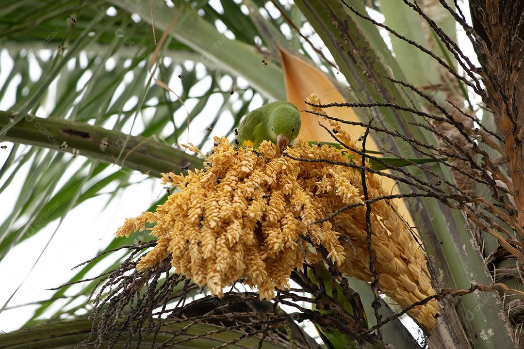 Periquito chevroned amarelo da espécie Brotogeris chiriri