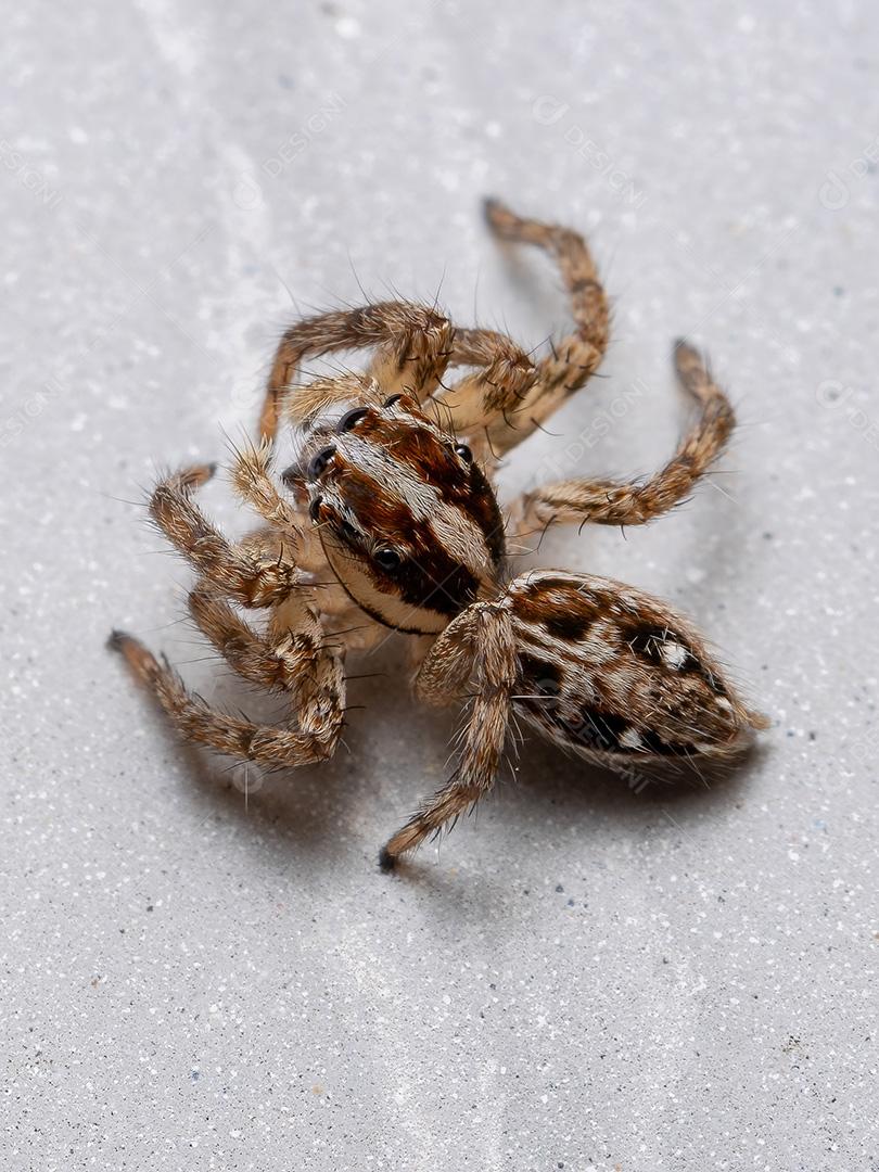Aranha saltadora pantropical da espécie Plexippus paykulli