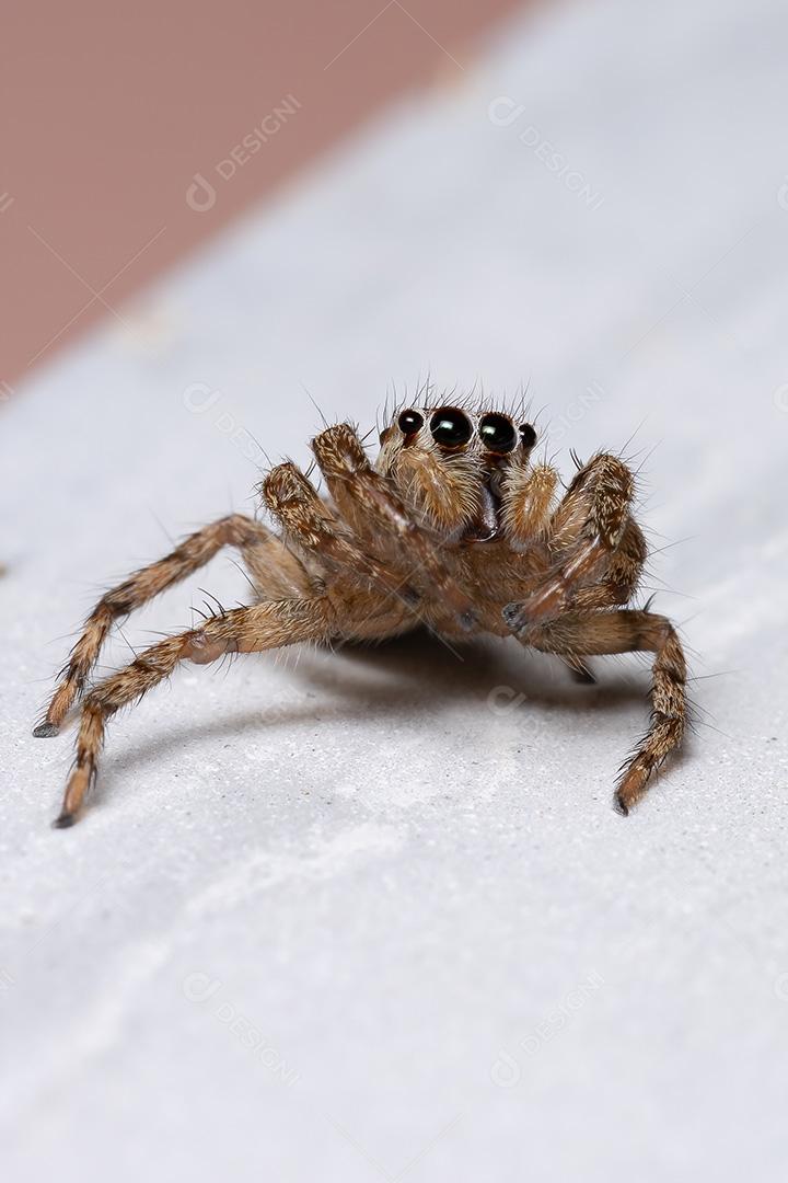 Aranha saltadora pantropical da espécie Plexippus paykulli