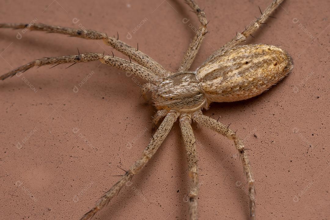 Aranha do Caranguejo Correndo da Família Philodromidae