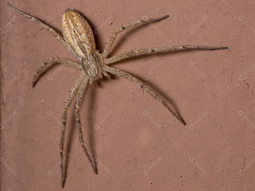 Aranha do Caranguejo Correndo da Família Philodromidae