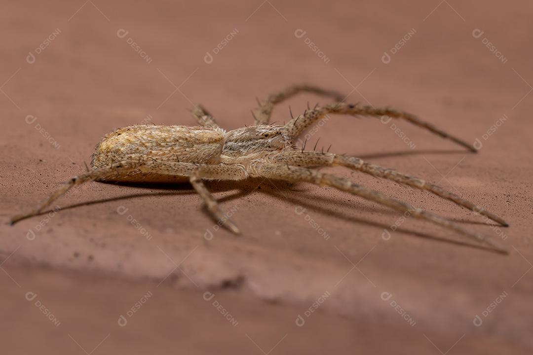 Aranha do Caranguejo Correndo da Família Philodromidae