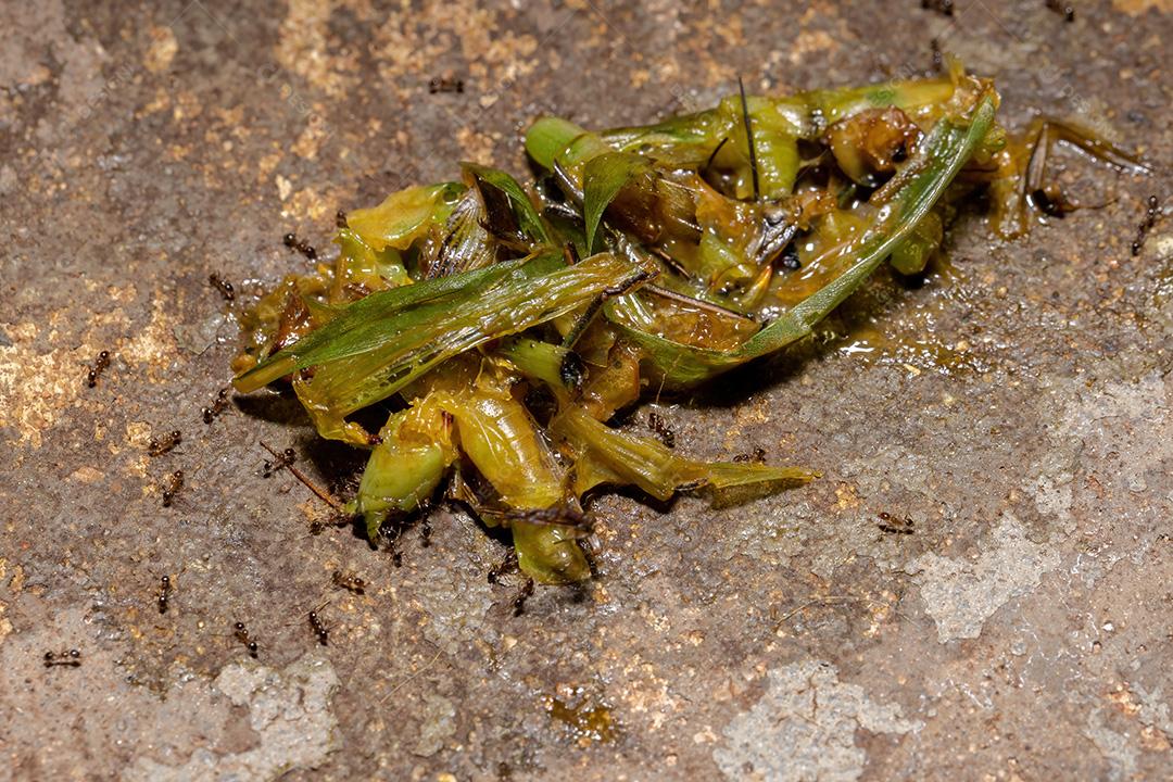 Formiga inseto grilo floresta