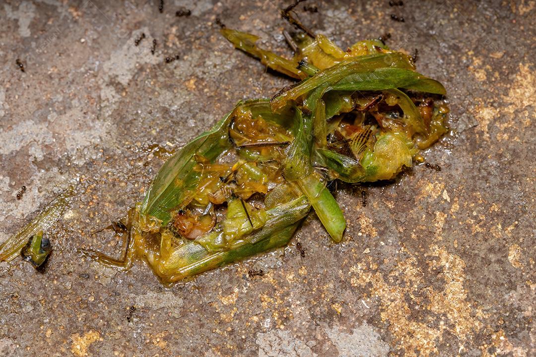 Formiga inseto grilo floresta