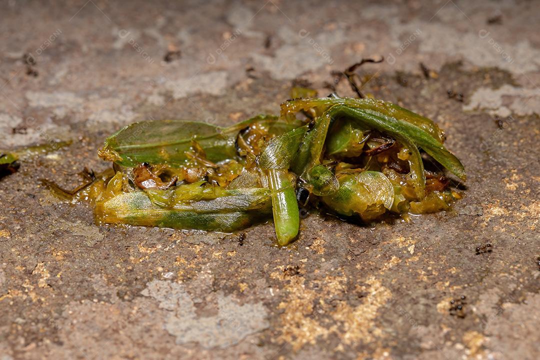 Formiga inseto grilo floresta
