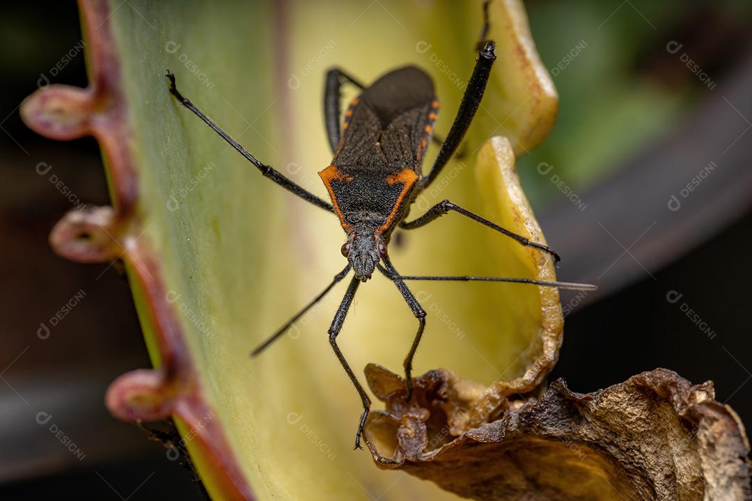 Inseto pé de folha adulto da espécie Phthiacnemia picta