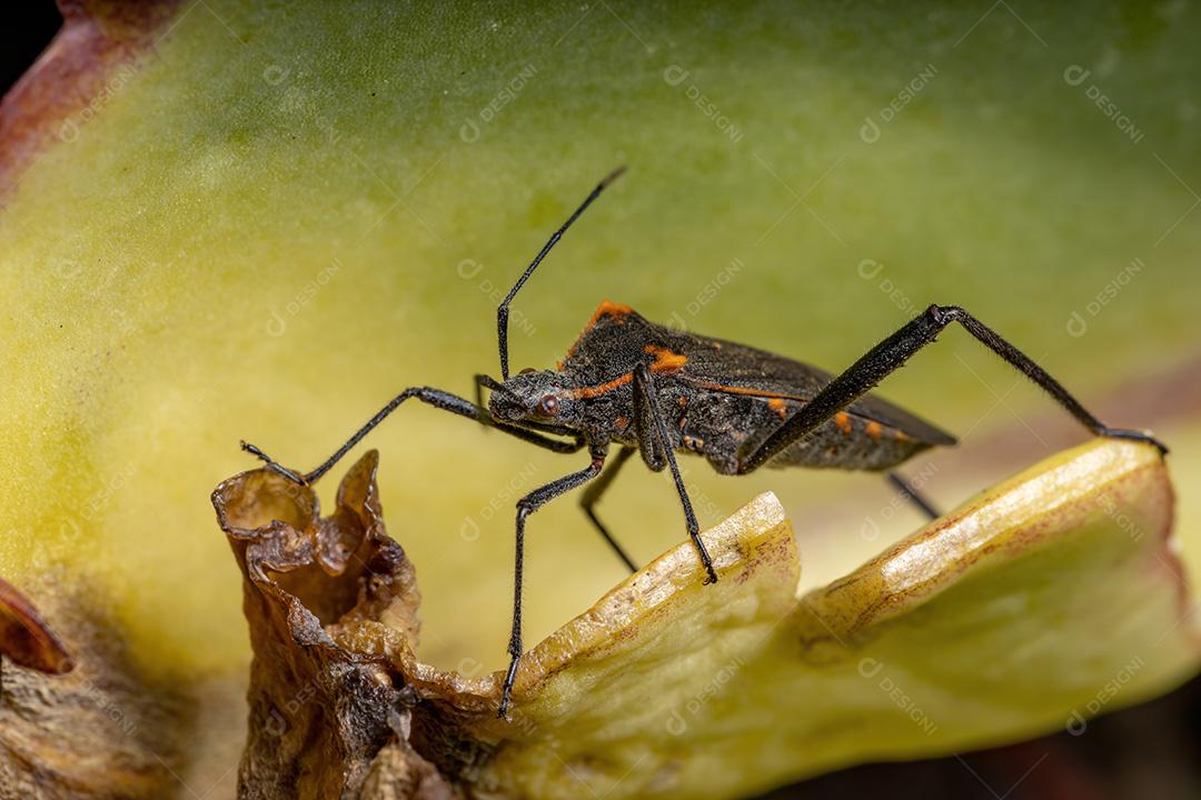 Inseto pé de folha adulto da espécie Phthiacnemia picta