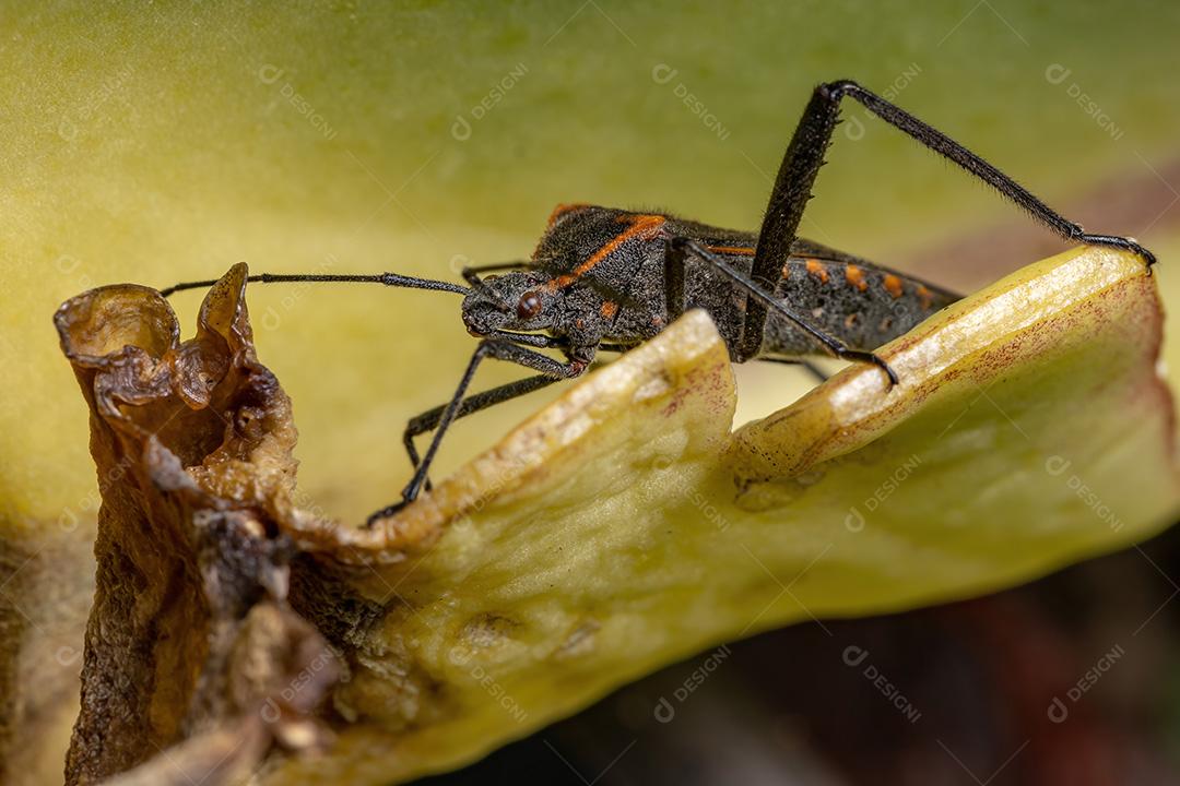 Inseto pé de folha adulto da espécie Phthiacnemia picta