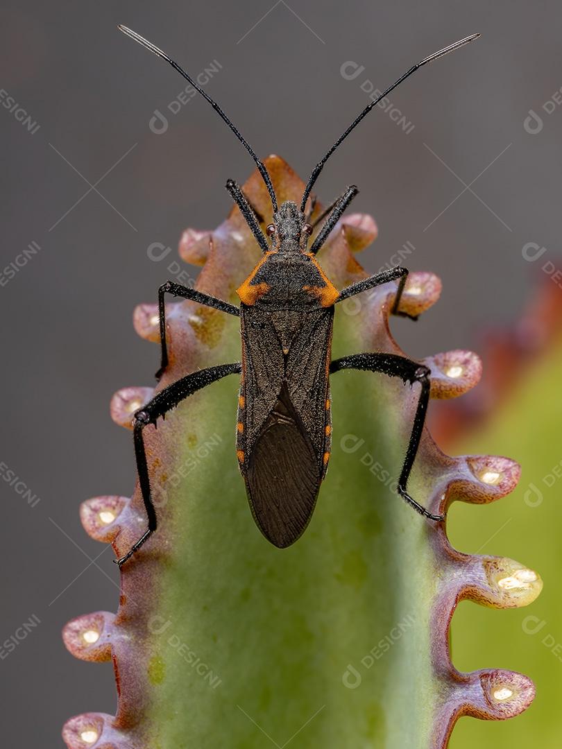 Inseto pé de folha adulto da espécie Phthiacnemia picta