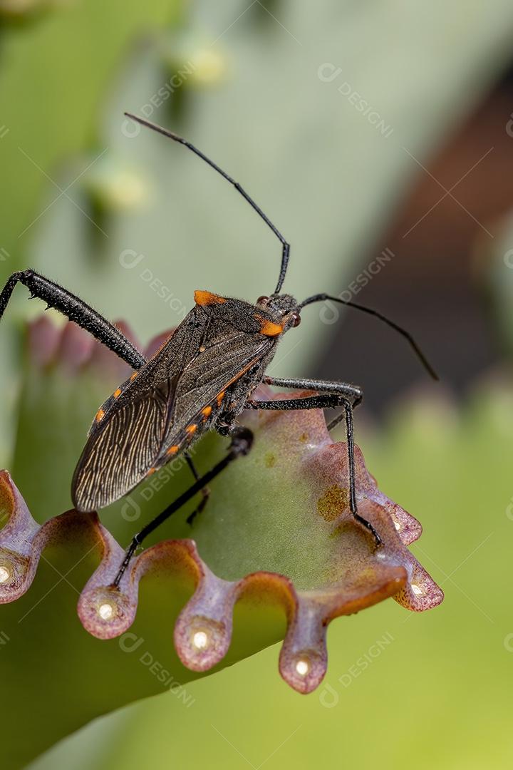 Inseto pé de folha adulto da espécie Phthiacnemia picta