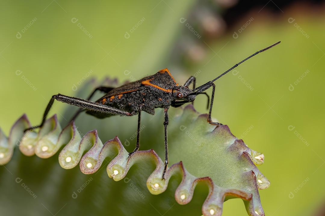 Inseto pé de folha adulto da espécie Phthiacnemia picta