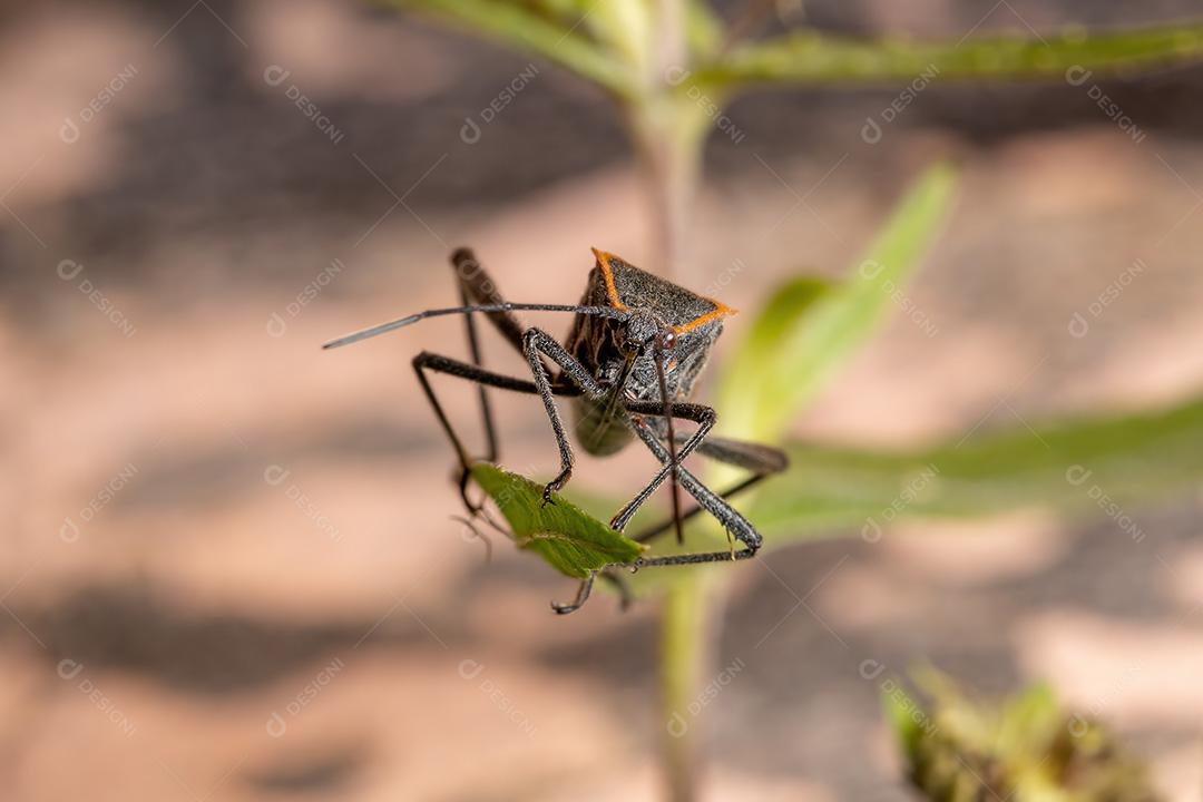Inseto pé de folha adulto da espécie Phthiacnemia picta