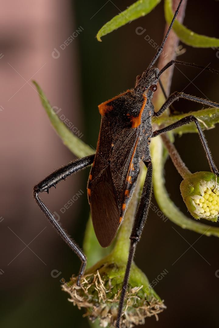 Inseto pé de folha adulto da espécie Phthiacnemia picta