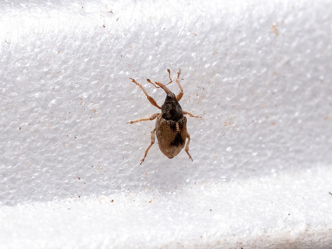 Gorgulho verdadeiro adulto da subfamília Curculioninae