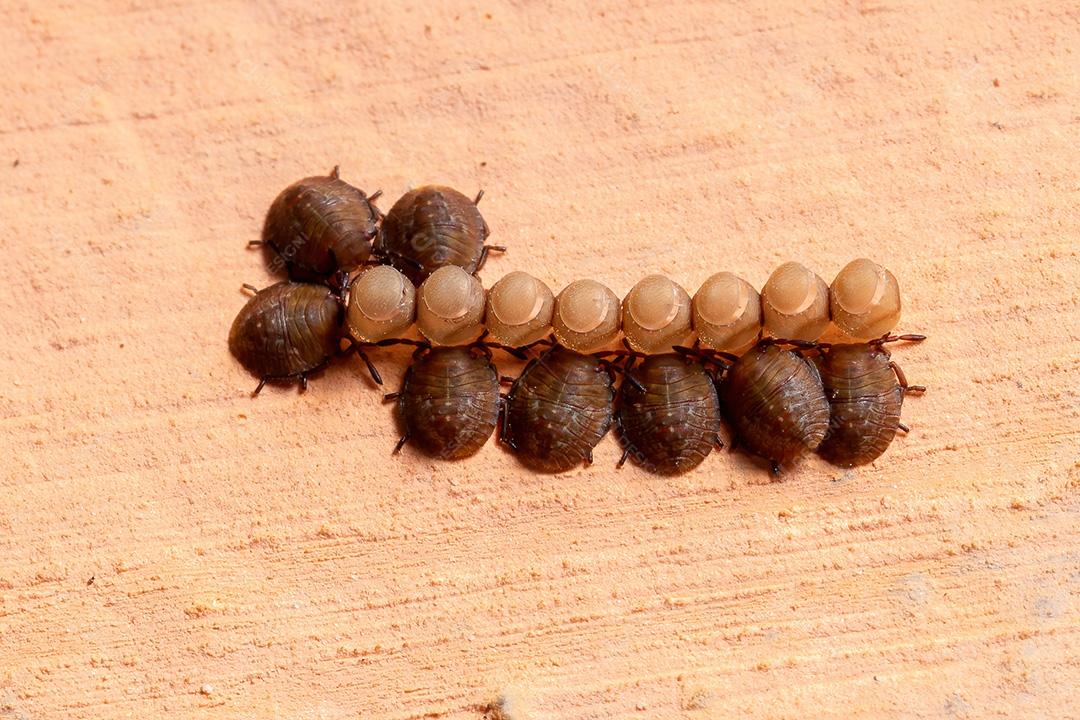 Percevejos Ninfas da Família Pentatomidae