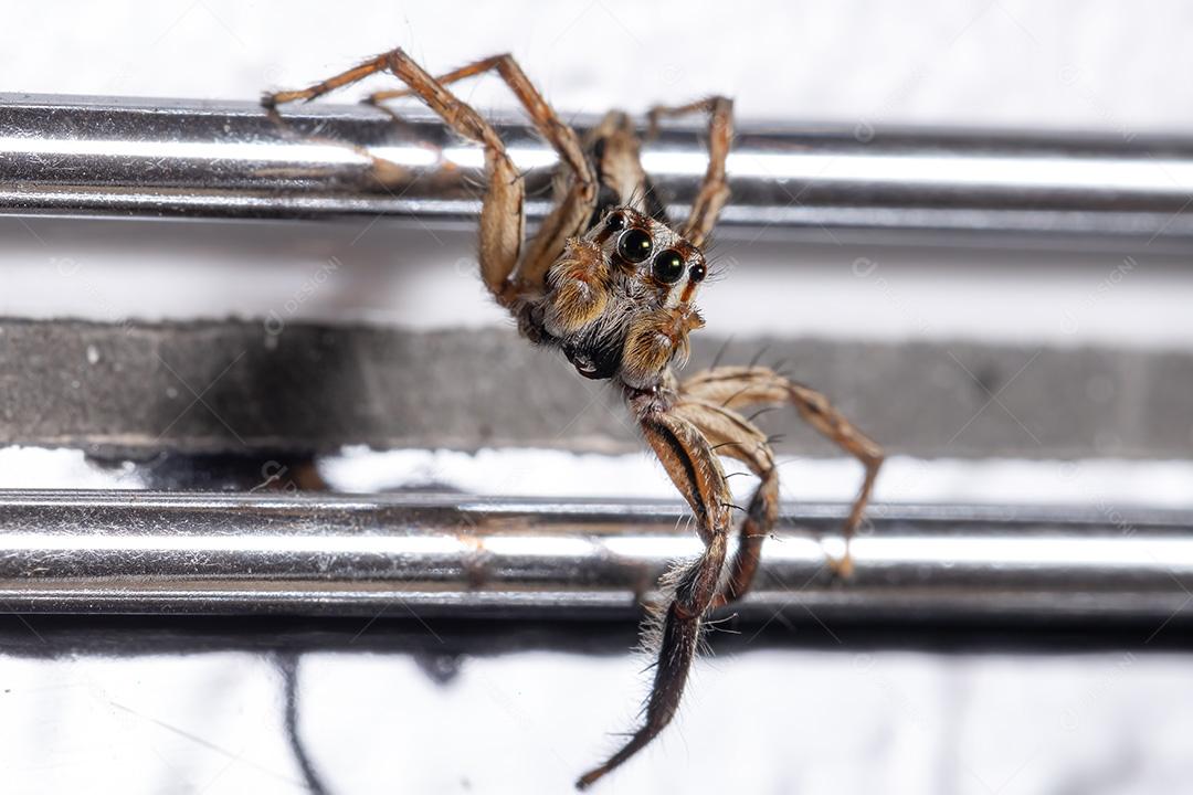 Aranha de salto pantropical masculina da espécie Plexippus paykulli