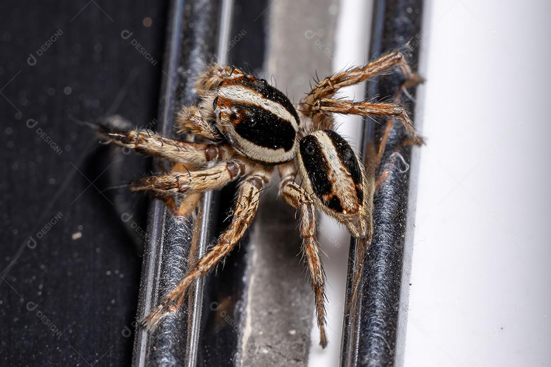 Aranha de salto pantropical masculina da espécie Plexippus paykulli