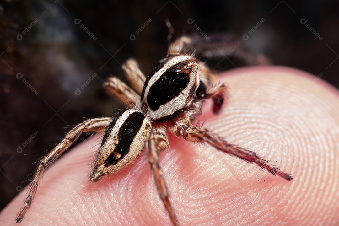 Aranha de salto pantropical masculina da espécie Plexippus paykulli