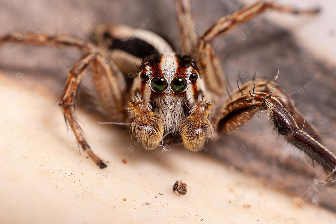 Aranha de salto pantropical masculina da espécie Plexippus paykulli
