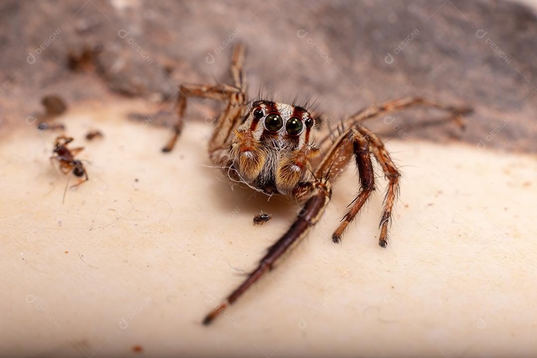 Aranha de salto pantropical masculina da espécie Plexippus paykulli