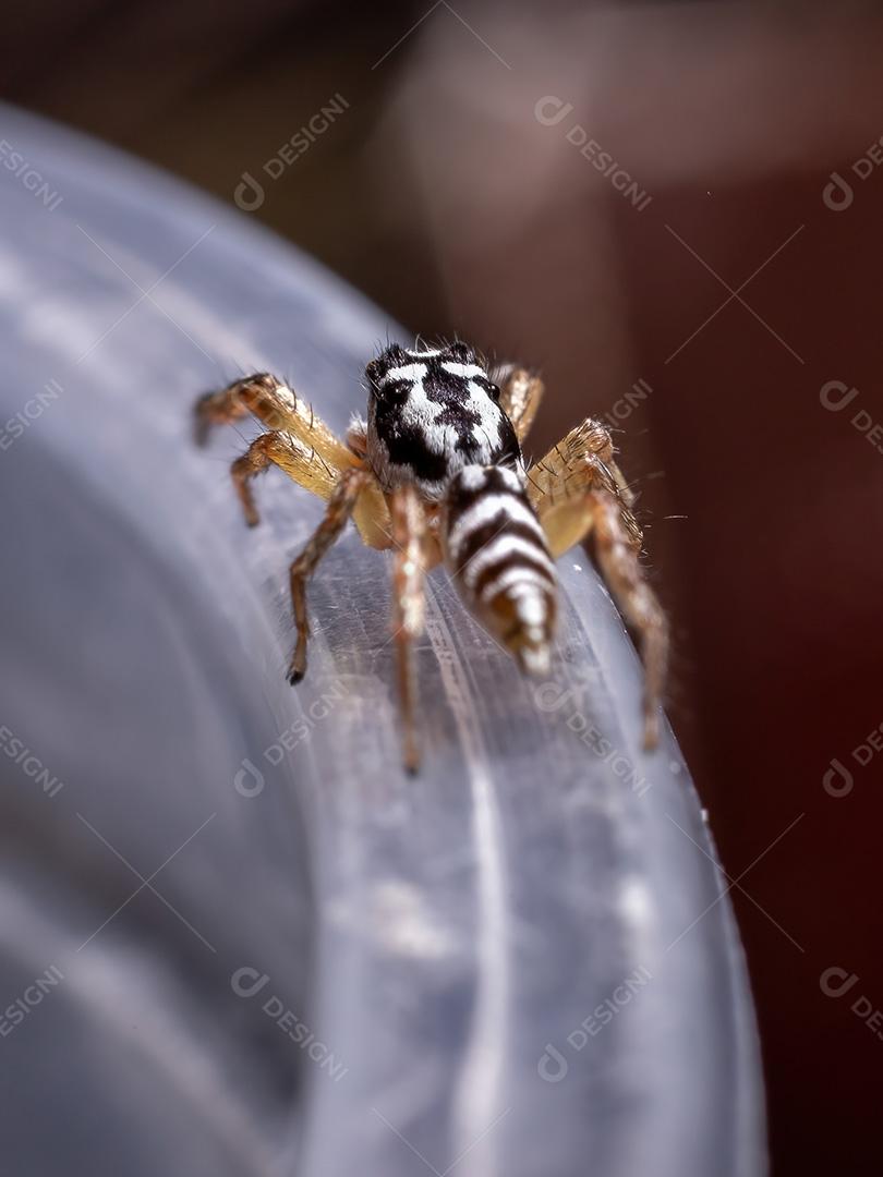 Aranha saltadora do gênero Psecas