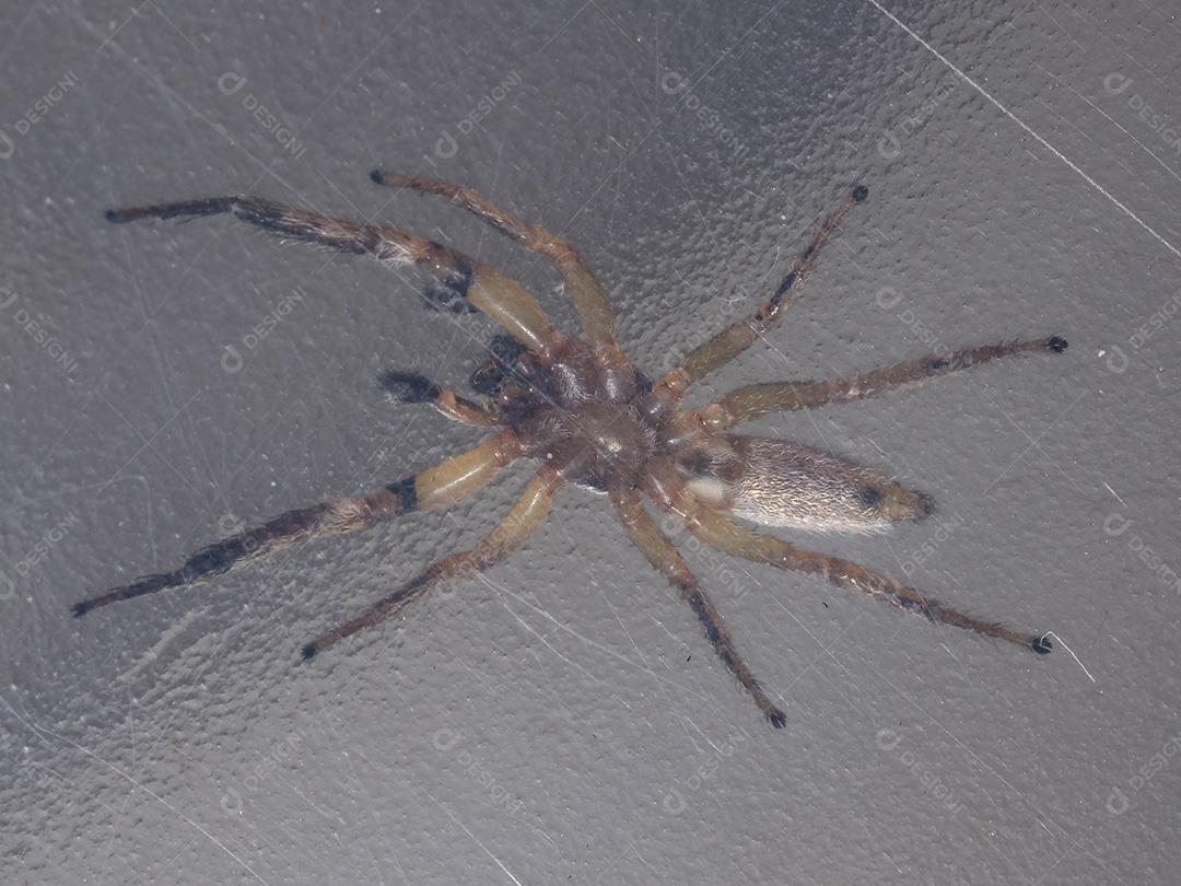 Aranha saltadora do gênero Psecas