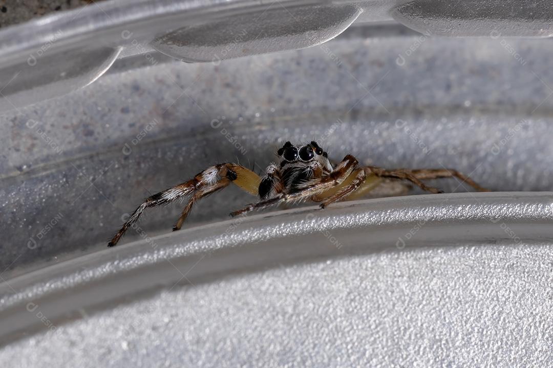 Aranha saltadora do gênero Psecas