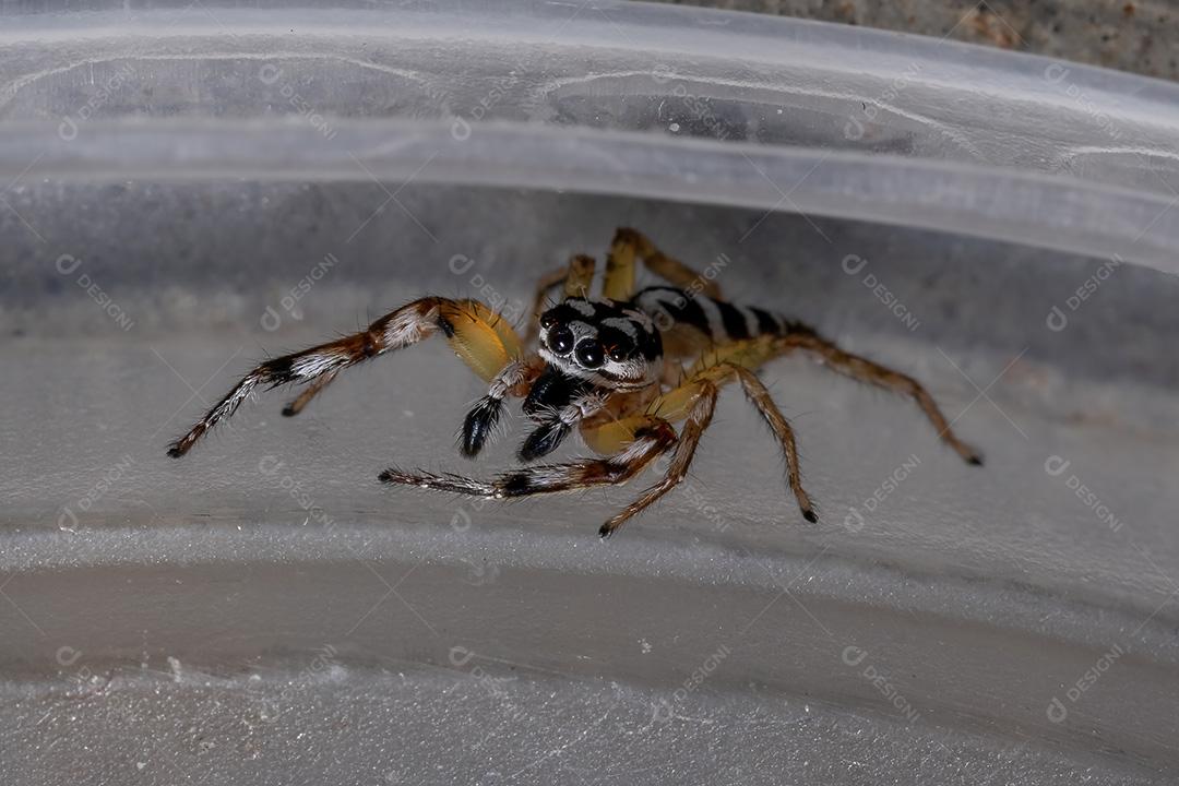 Aranha saltadora do gênero Psecas