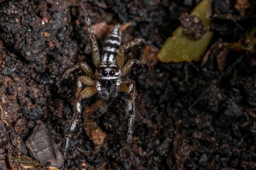 Aranha saltadora do gênero Psecas