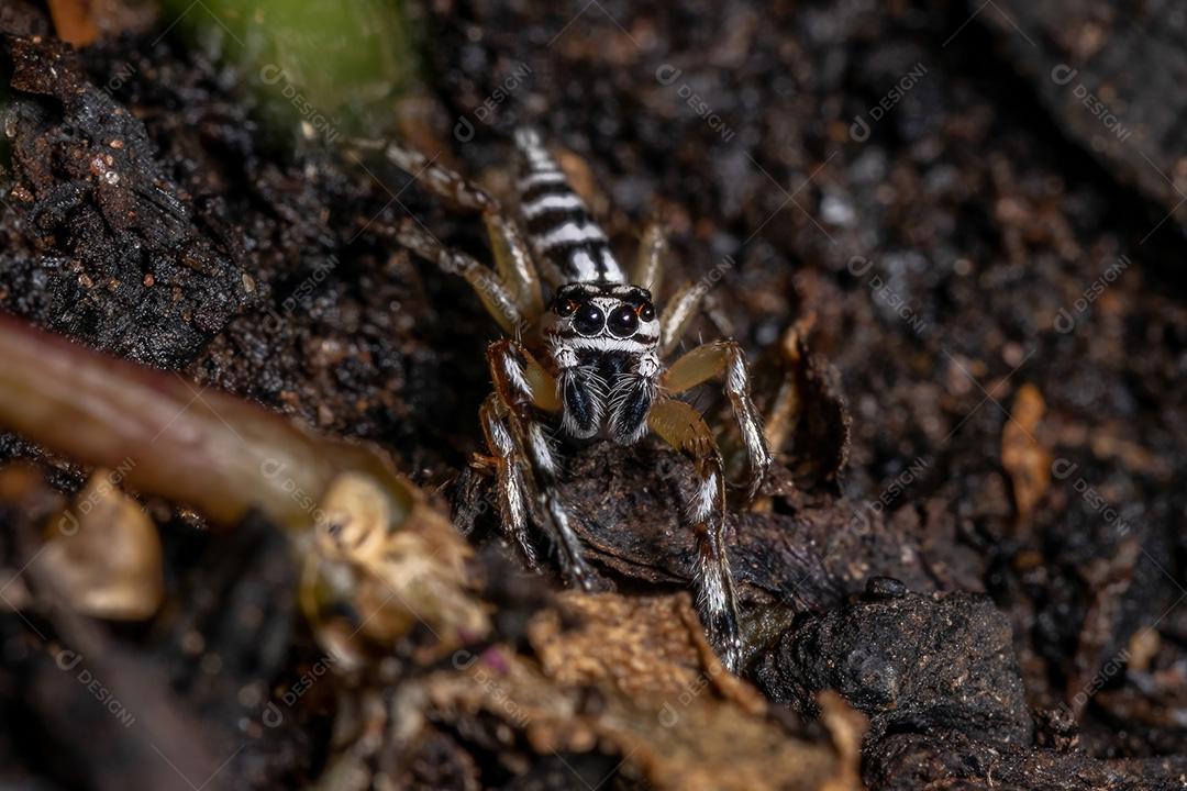 Aranha saltadora do gênero Psecas