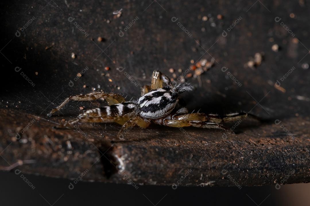 Aranha saltadora do gênero Psecas