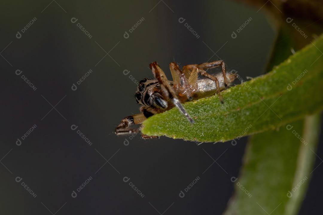 Aranha saltadora do gênero Psecas