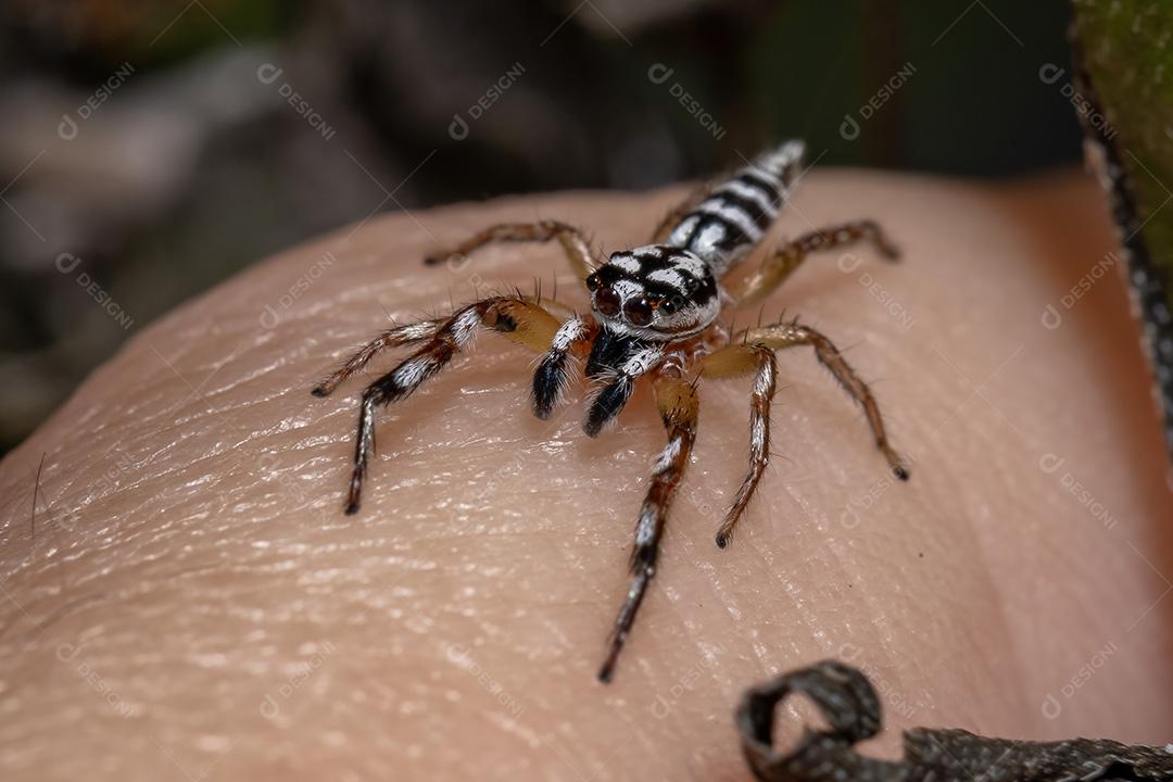 Aranha saltadora do gênero Psecas