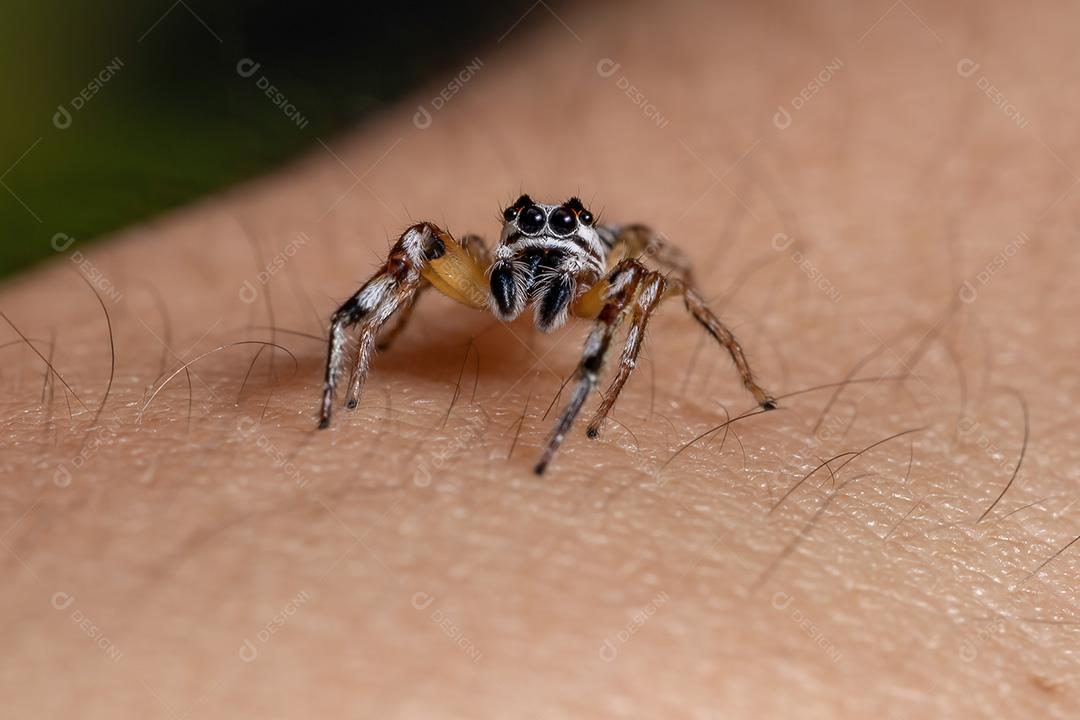 Aranha saltadora do gênero Psecas